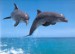 delfín skáče nad oceánem
