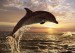 delfín za západu slunce