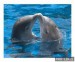 delfíní láska